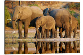 Tableau en plexi-alu Groupe d&#039;éléphants au bord du fleuve, vie sauvage africaine