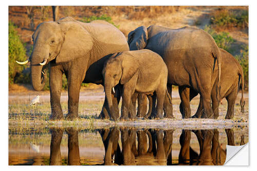 Naklejka na ścianę Elephants at a river, Africa wildlife