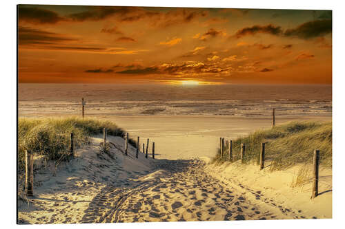 Aluminium print To the beach, through the dunes.