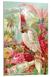 Gallery print Cocktail Cockatoo