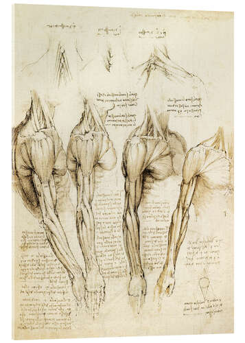 Akrylbilde Muscles of shoulder, arm and neck