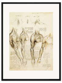 Gerahmter Kunstdruck Muskeln von Schulter, Arm und Hals