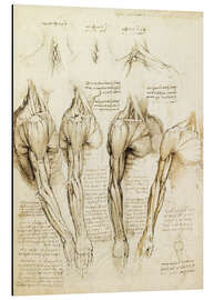 Magnettafel Muskeln von Schulter, Arm und Hals