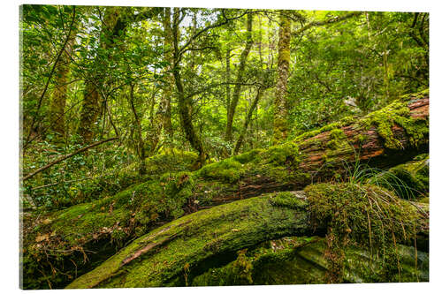 Acrylic print Herr der Ringe Wald Neuseeland