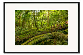 Gerahmter Kunstdruck Herr der Ringe Wald Neuseeland