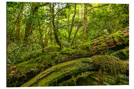Magnettafel Herr der Ringe Wald Neuseeland