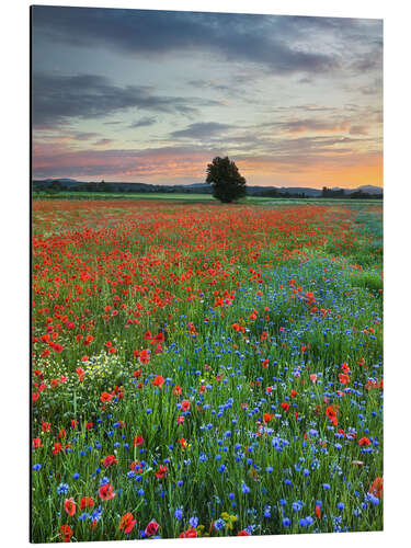 Cuadro de aluminio Poppies