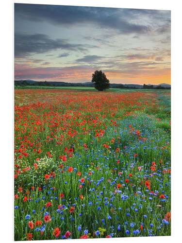 Cuadro de PVC Poppies