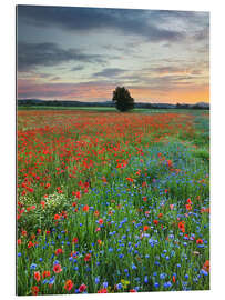 Galleritryck Poppies