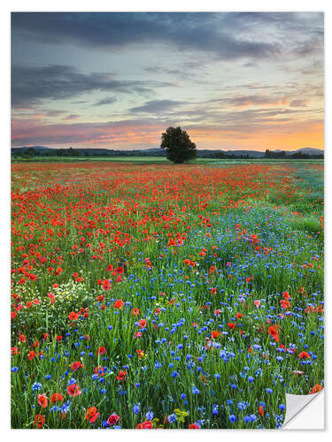 Autocolante decorativo Poppies