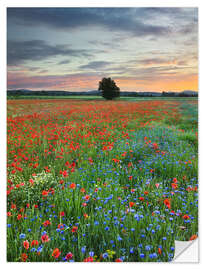 Wandsticker Mohnblumenwiese