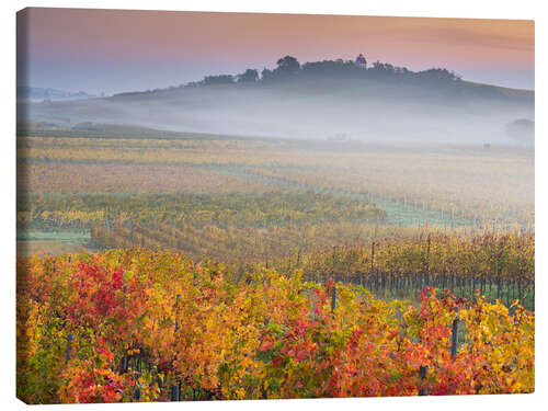 Leinwandbild Weinberge IV