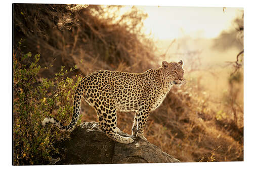 Aluminium print female Leopard at sunset