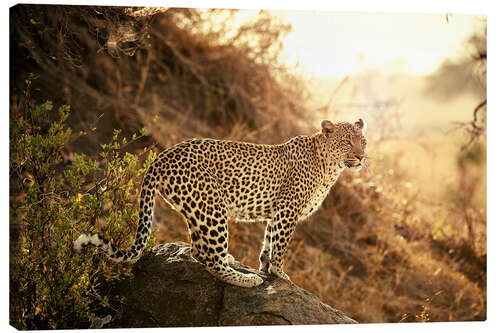 Canvas print female Leopard at sunset