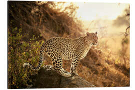 Gallery print female Leopard at sunset