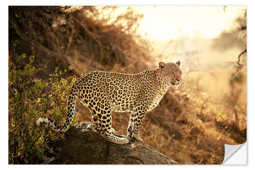 Wall sticker female Leopard at sunset