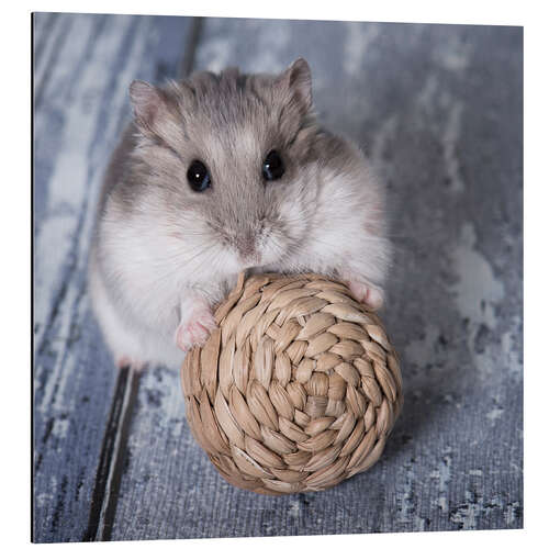 Aluminiumtavla Hamster I