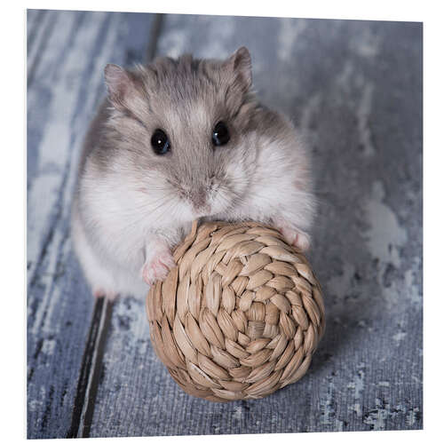 PVC print Hamster I