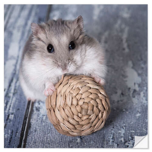 Naklejka na ścianę Hamster I