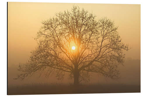 Alubild Die Sonne in der Baumkrone