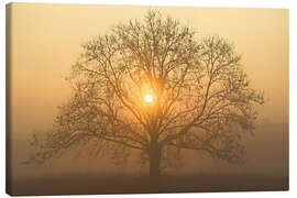 Canvas print The sun in the tree crown