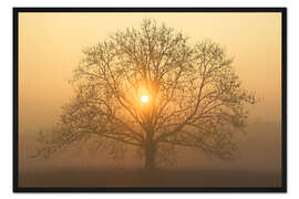 Gerahmter Kunstdruck Die Sonne in der Baumkrone