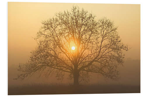 Foam board print The sun in the tree crown