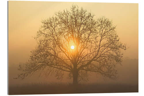 Tableau en plexi-alu The sun in the tree crown