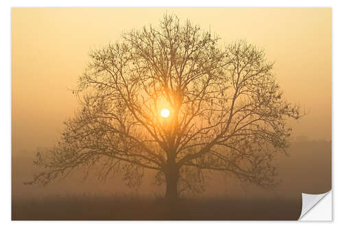 Wall sticker The sun in the tree crown