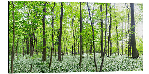 Aluminium print A forest in springtime with wild garlic