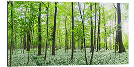 Tableau en aluminium A forest in springtime with wild garlic