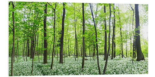 Foam board print A forest in springtime with wild garlic