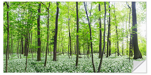 Wandsticker Ein Wald im Frühling mit Bärlauch