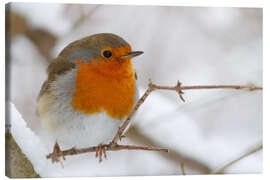 Canvas print bird robin