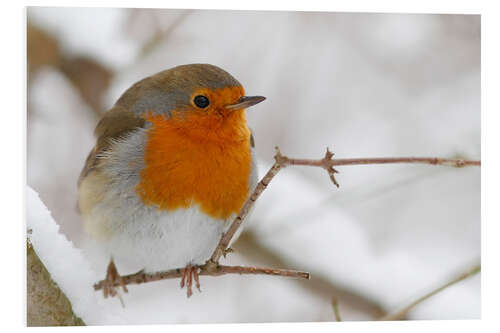 Foam board print bird robin