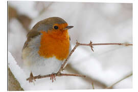 Gallery print bird robin