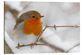 Magnettafel Vogel Rotkehlchen