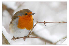 Selvklebende plakat bird robin