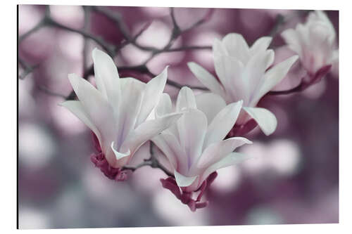 Aluminium print Magnolia Blossoms III