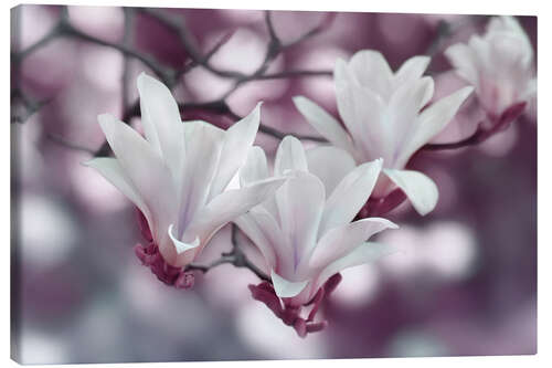 Canvas print Magnolia Blossoms III