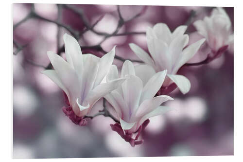 Cuadro de PVC Magnolia Blossoms III