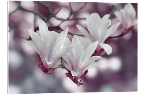 Gallery print Magnolia Blossoms III