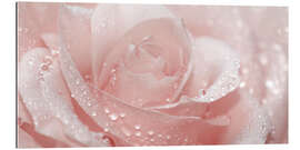 Gallery print Rose with drops