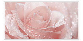 Poster  Rose with drops - Atteloi