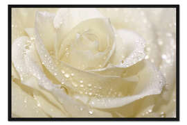 Gerahmter Kunstdruck Weiße Rose mit Tropfen
