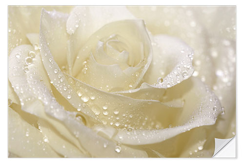 Sisustustarra White rose with drops