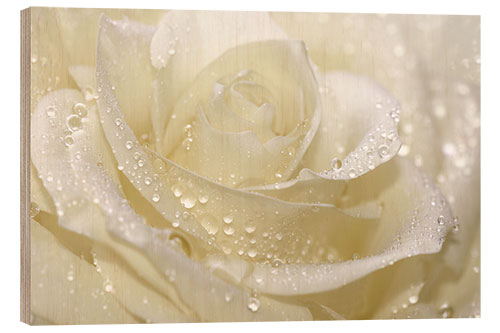 Hout print White rose with drops