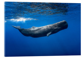 Obraz na szkle akrylowym Sperm whale - Barathieu Gabriel