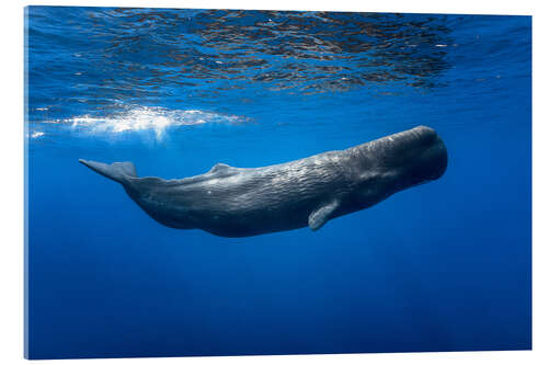 Acrylic print Sperm whale