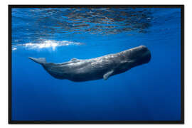 Gerahmter Kunstdruck Einsamer Wal